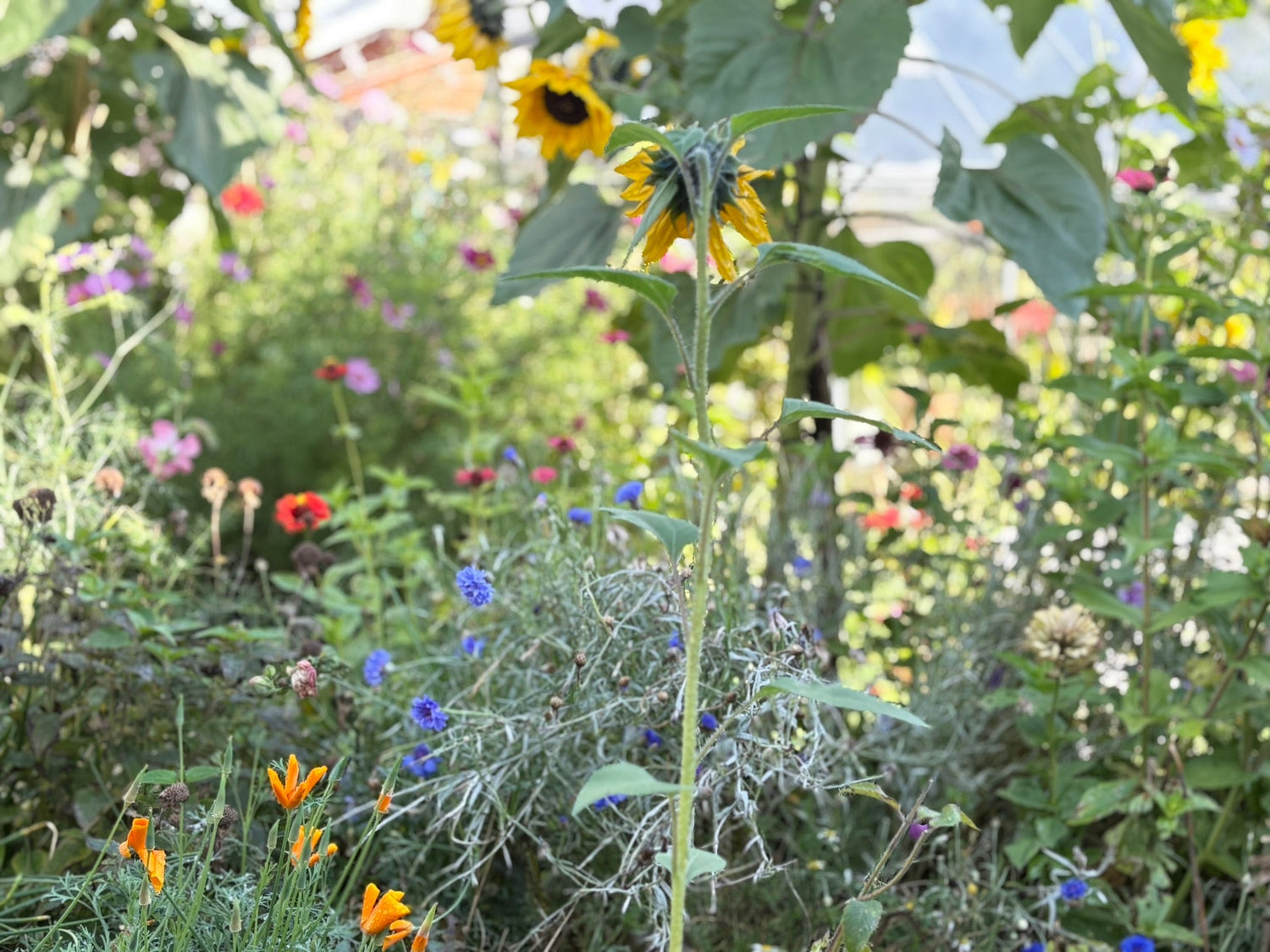 The Signature Collection